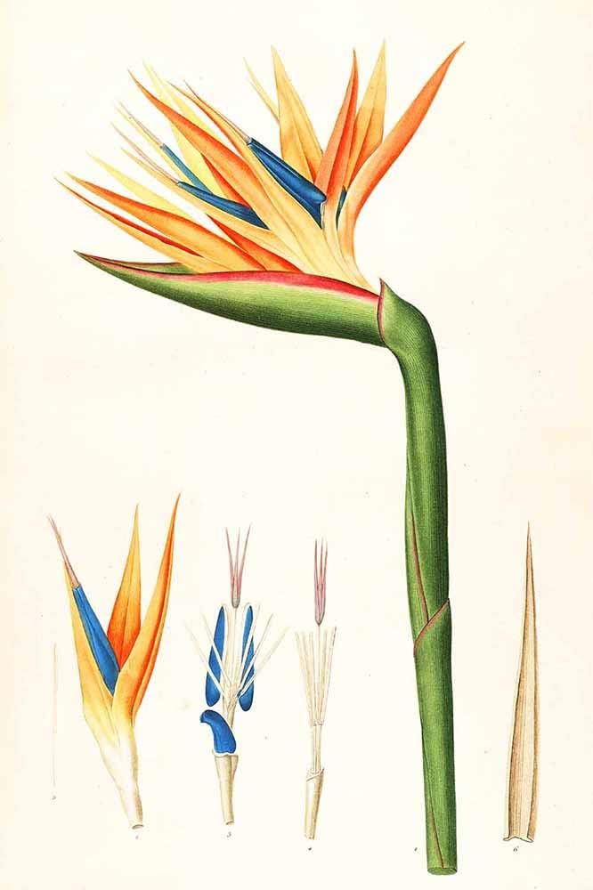 JH Lacrocon Pierre-Joseph Redoute - Strelitzia Reginae Canvas Wall Art 35X50 cm - Floral Paintings Reproduction Print Rolled