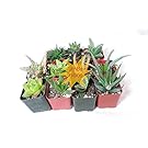JM BAMBOO 5 Different Aloe Plants Easy to Grow/Hard to Kill 2" Pots Unique