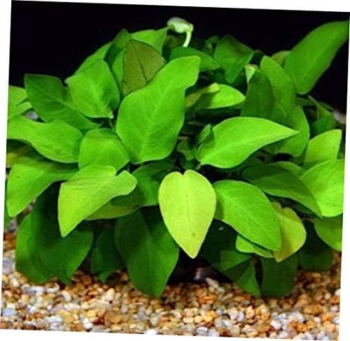 Aquarium Plants Anubias Golden Nana Loose Rhizome Barteri Live Aquarium Plants