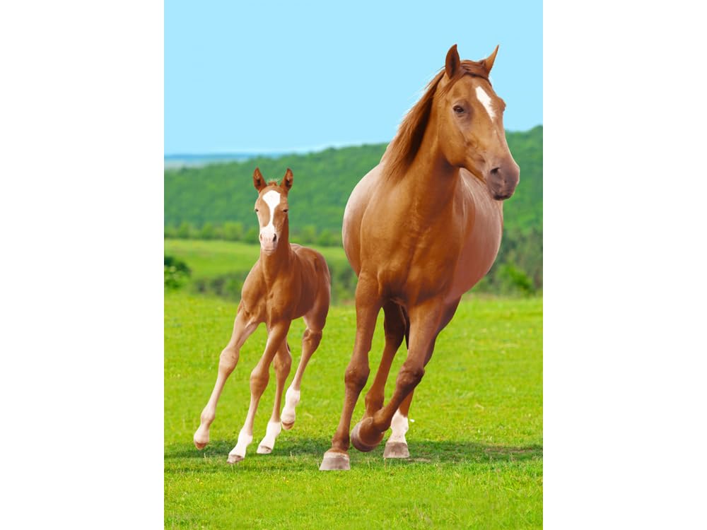 BrandMac Microfibre Cuddly Blanket with Horse and Foal 100 x 140 cm