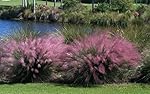 3 Pink Muhly Grass in 4 Inch Containers (3 Pots of Plants)