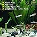 3 Betta Bamboo Plant – Create attractive Zen Garden - Purifies water by absorbing Nitrate and Ammonia - Control algae by competing for nutrients - Extreme Hardy plant, survive in low light condition