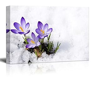 Canvas Prints Wall Art - Beautiful Flower Crocuses in Snow | Modern Wall Decor/Home Decoration Stretched Gallery Canvas Wrap Giclee Print & Ready to Hang - 12" x 18"