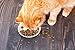 IAMS PROACTIVE HEALTH HEALTHY SENIOR Dry Cat Food 3.5 Pounds