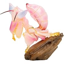 Amazon.com: IFiDEA Animal Heavenly Body Series 11 Insect