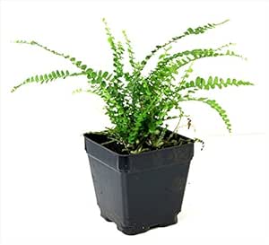 Amazon.com : Nephrolepsis cordifolia 'Lemon Button Fern ...