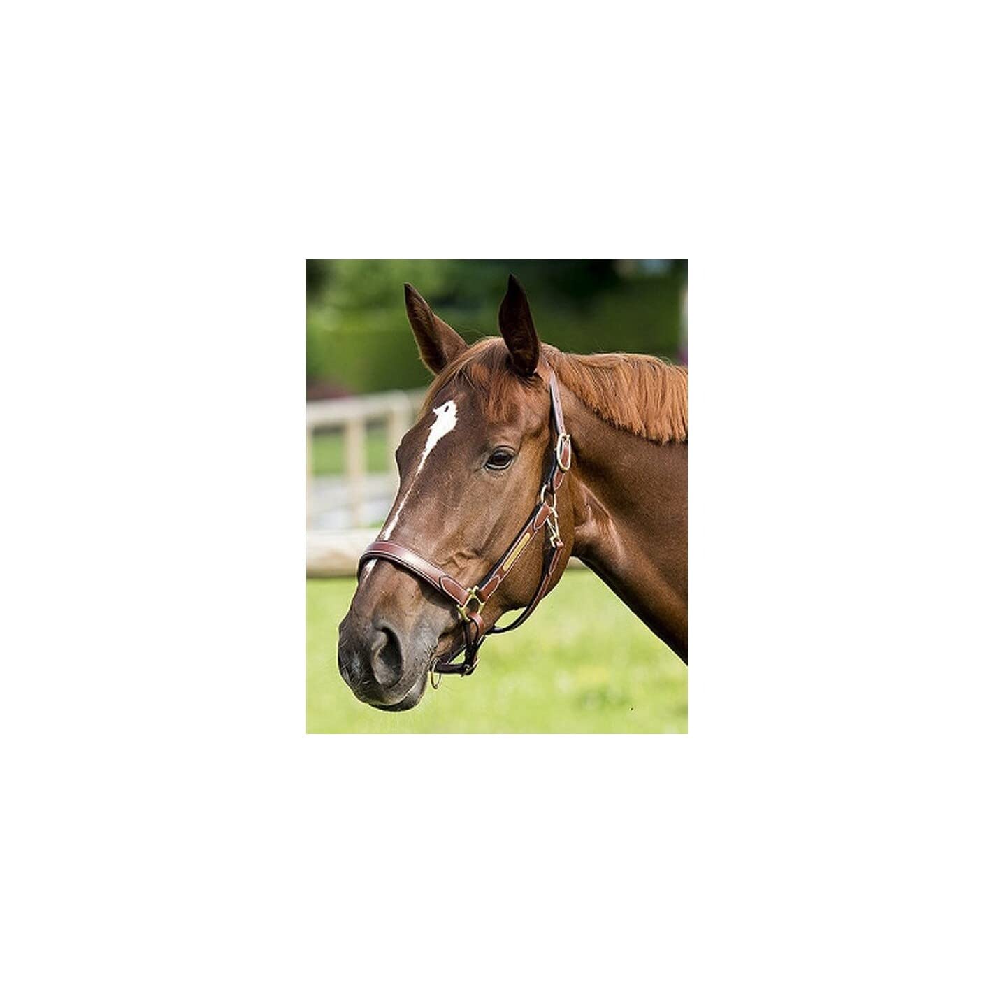 Eric Thomas Unisex Adult 307500318 Pro Leather Grooming Headcollar - Havana/Havana Lining, One Size
