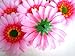 (12) BIG Silk Light Pink Gerbera Daisy Flower Heads , Gerber Daisies - 3.5