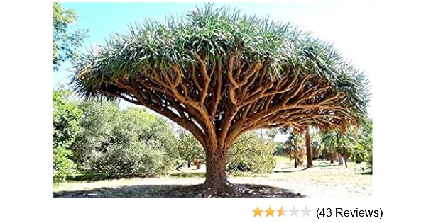 Amazon Com Dragon S Blood Tree Dracaena Draco Rare Canary Island Palm Bonsai Seed 10 Seeds Garden Outdoor