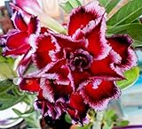 20 Fresh Seeds Adenium Obesum Desert Roses Rare www Quatro-Potorigo-us