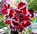 20 Fresh Seeds Adenium Obesum Desert Roses Rare www Quatro-Potorigo-us