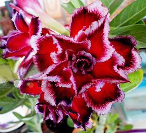 20 Fresh Seeds Adenium Obesum Desert Roses Rare www Quatro-Potorigo-us