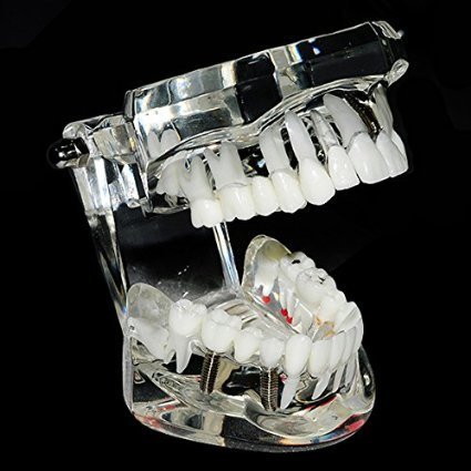 2 Dental+Teaching+Typodont+Removable+ZJ+COSM