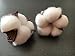 10 Pieces of Natural and Synthetic Blend Cotton bolls (Balls) for Wreaths, Decor, Off Stick Branches Wired raw Look White Cotton Branch Picks