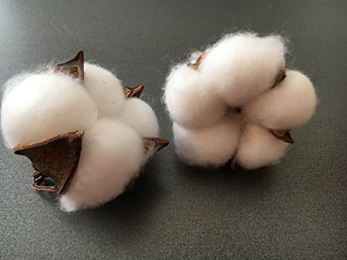 10 pieces of natural and synthetic blend cotton bolls (balls) for wreaths, decor, off stick branches wired raw look white cotton branch picks
