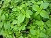 Banana Mint Live Plant