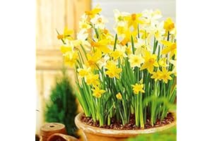 Kucus True Color Mixing Narcissus Bulbs,Daffodil Bulbs Bonsai Aquatic Plants Double Petals Absorption Radiation Potted Plant 