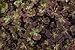 Coco Mint Glow Shamrock 4 Leaf Clover -Trifolium - Indoors or Out - 4" Pot