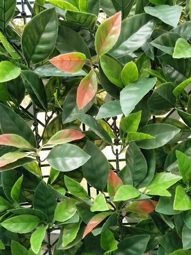 Artificial Hedge Plant Privacy Fence Screen Greenery Panels for Both Outdoor or Indoor, garden or backyard home decorations (20x20 inch artificalHedge-European Laurel, 1 PC Sample)