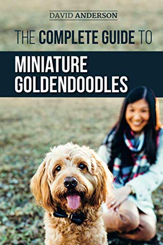 The Complete Guide to Miniature Goldendoodles: Learn Everything about Finding, Training, Feeding, So by David Anderson