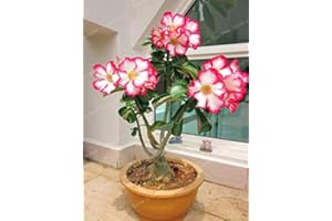 Pinkdose 1 Pcs/Bag Desert Rose Bonsai, Potted Flowers Bonsai, 100% True Bonsai Adenium Obesum Office Indoor Bonsai Plant Mini