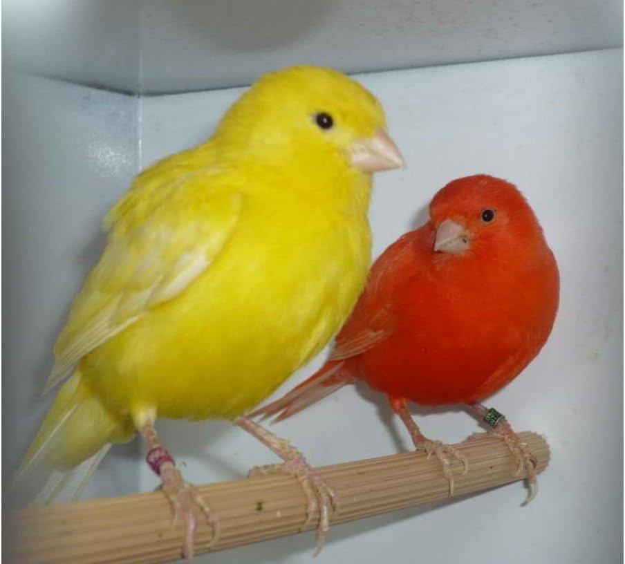 Amazon Com New Super Bird Melody Song Canary Training Cd My Best Bird Kitchen Dining Amazon Com New Super Bird Melody Song Canary Training Cd My Best Bird Kitchen Dining