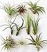 10 or 12 Pack of Assorted Tillandsia Air Plants