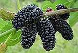 Black Mulberry - Morus nigra 100 Seeds