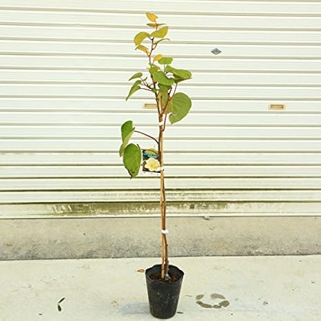 Amazon 庭木 植木 果樹 キウイフルーツ トムリorジャンボイエロー オス 受粉樹 トムリ 緑色系 果物