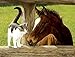 SUNSOUT INC - A Whiskery Hello - 500 pc Jigsaw Puzzle by Artist: Persis Clayton Weirs - Finished Size 18