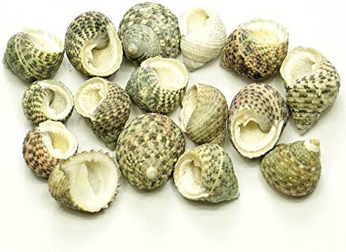 Quality Selected Seashells - Approx 35 pcs shells - Waved Nerite (Big)/ Nerita Undata for Seashell Vases, Seashell Boxes, Seashell Frames, Seashell Jewelry Making & Mini Garden Miniature