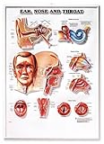 Ear, Nose and Throat Anatomical Chart, Anatomical Chart Company Staff, 1587794454