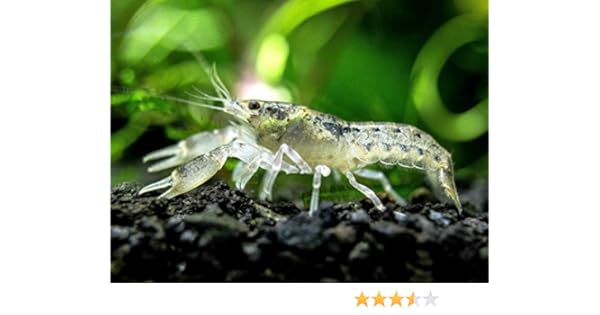 Aquatic Arts 1 B Grade Brazos Crayfish Live Freshwater Aquarium