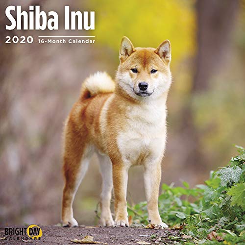 Shiba Inu Wall Calendar 2020 Bright Day 9781684602308