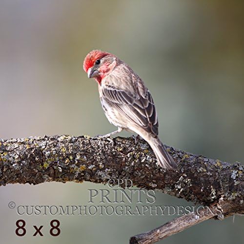 Male House Finch photograph. A red wildlife bird on an oak tree branch, custom fine art photography with a blurred bokeh background.