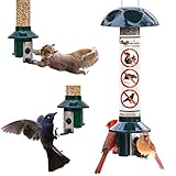 Best Squirrel Proof Bird Feeders Reviews And Buying Guides