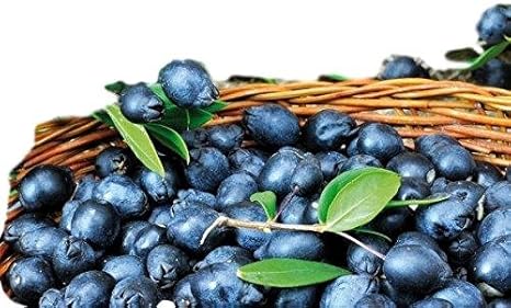 Bacche Di Mirto Sardo Myrtus Communis 1 Kg Selezionato Da Big Sardinia Per Fare Il Liquore Amazon It Giardino E Giardinaggio