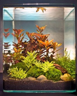 Dennerle Ludwigia Cube 30 Liter - Pflanzenlandschaft für einen 30 Liter Nano Cube