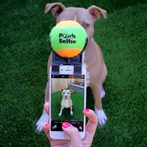 dog selfie tennis ball