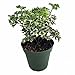 Snowflake Ming Aralia Bonsai Tree - Polyscias fruticosa - Indoor - 4