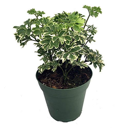 Snowflake Ming Aralia Bonsai Tree - Polyscias fruticosa - Indoor - 4