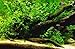 Bolbitis Difformis Baby Leaf Fern Potted Live Aquarium Plants for Freshwater Fish Tank by Greenpro