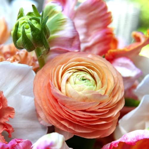 30 Ranunculus Bulbs for Planting, Salmon Ranunculus Corms Bulk Persian Buttercup Ranunculus