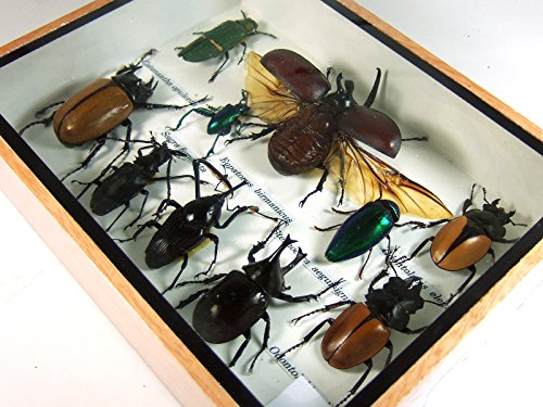 2 Display+Insect+Taxidermy+Small+Collectible