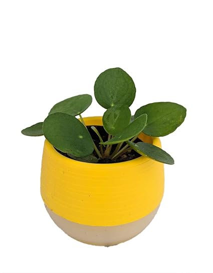 Amazon Com Chinese Money Plant Pilea Peperomioides In 2 5 Yellow -