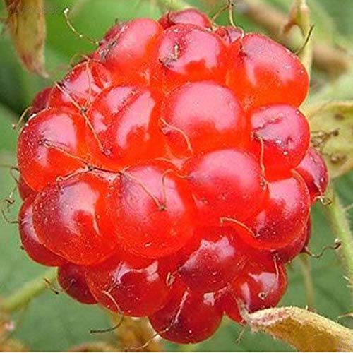 Portal Cool 10Pcs/Bag Sugar Apple Seeds, Apple Custard Apple Fruit Seeds, Bonsai Tree Seeds - Thumbnail 2