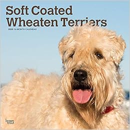 english wheaten terrier