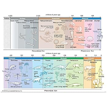 Amazon.com: Eras of Life Poster 24x36 Illustrated Geological Chart NEW ...