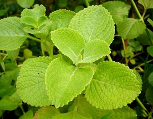 Creative Farmer Panikoorka (Mexican Mint) Pathar Choor (Hindi) Garden Plant(1 Healthy Live Plant): Amazon.in: Garden & Outdoors