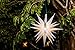 Elf Logic - Moravian Star Tree Topper 12